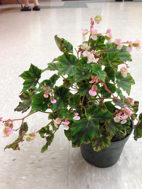 B. ‘Patricia Ogdon’